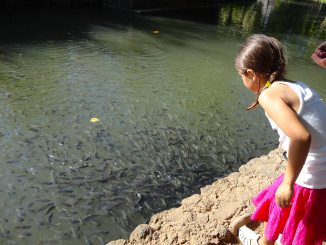 Feeding the fish in the Polynesian Cultural Center Lagoon