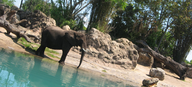 An Elephant at Disney's Animal Kingdom