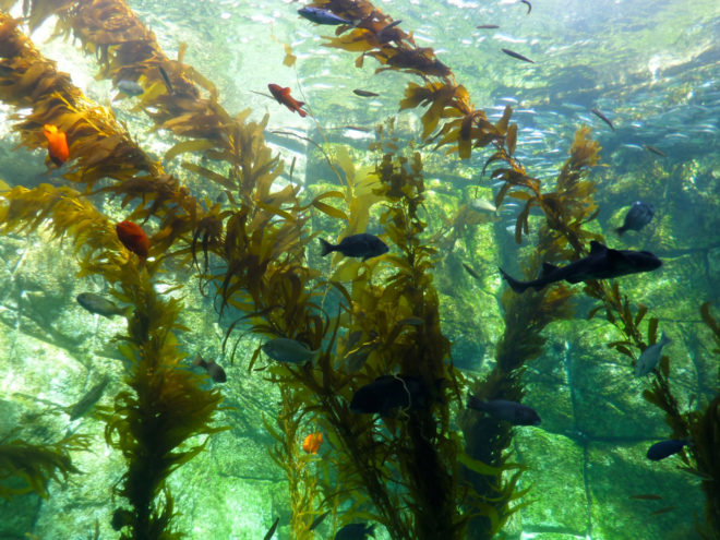 Birch Aquarium Kelp Forest Tank