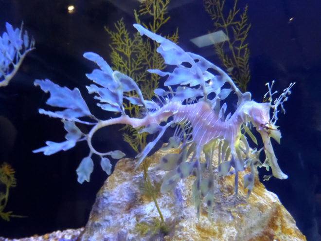 Leafy Seadragon