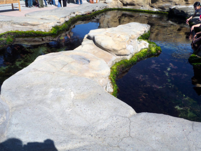 Birch Aquarium Preuss Tide-Pool