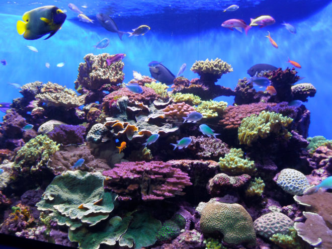 Tropical Fish and Coral Tank