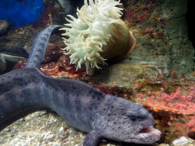 Wolf Eel