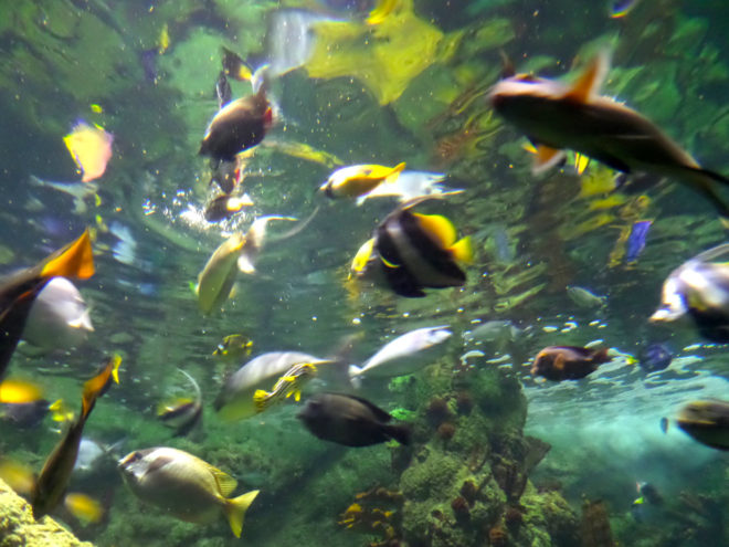 SeaWorld Aquaria: World of Fishes