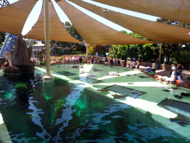 SeaWorld Bat Ray Touch Pool