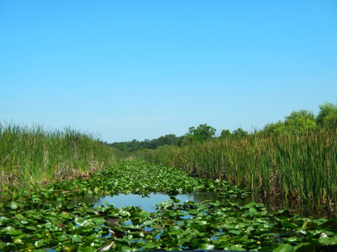 Orlando Headwaters from Boggy Creek Airboat Rides Tour
