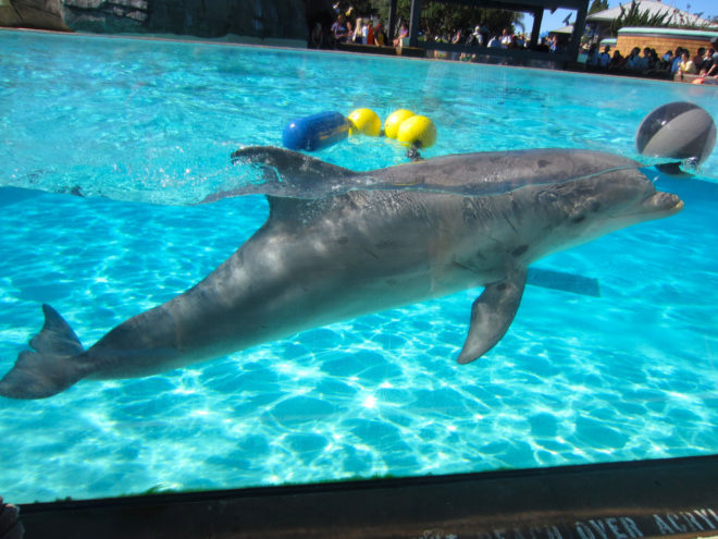 SeaWorld's Playful Dolphin