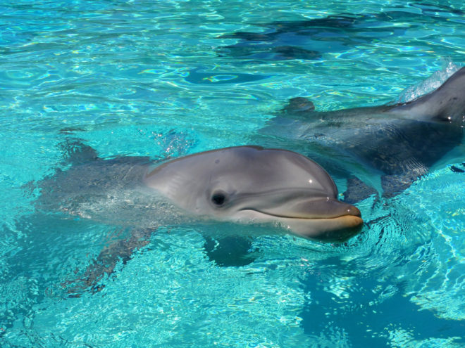 SeaWorld Dolphin
