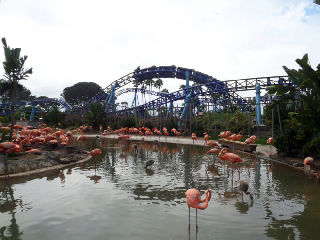 Flamingos and Manta Roller Coaster