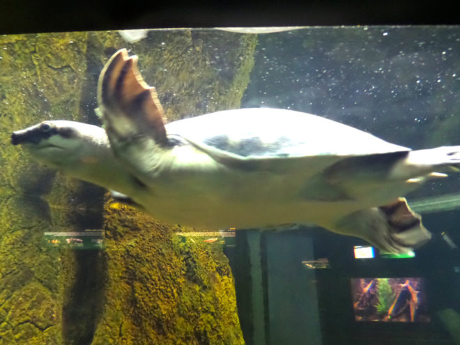 Fly River Turtle at SeaWorld's Freshwater Aquarium