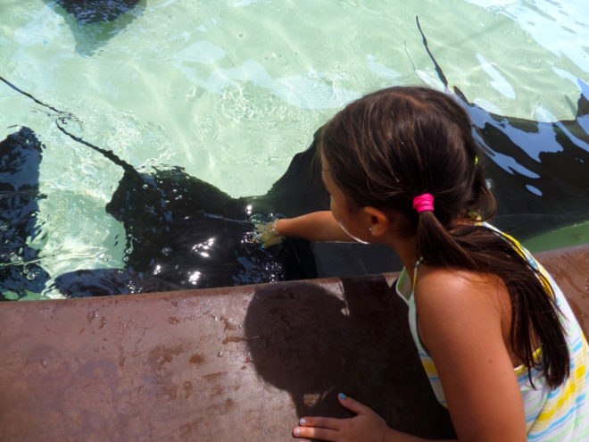 Madi reaching in the bat ray touch pool