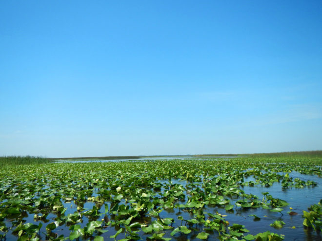 Wetlands of East Lake Tohopekaliga