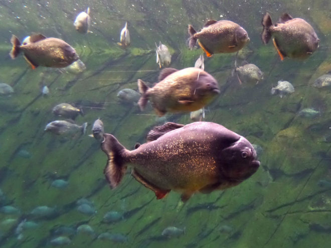 Red-bellied Piranha