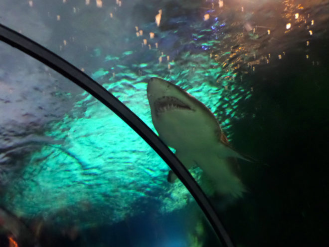 Shark Encounter Underwater Viewing Tunnel