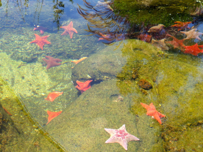 SeaWorld Tide Pool with Sea Stars