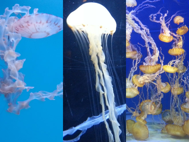 Aquarium of the Pacific Sea Jellies