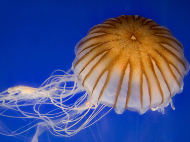 Pacific Sea Nettle (Hrysaora Fuscescens)