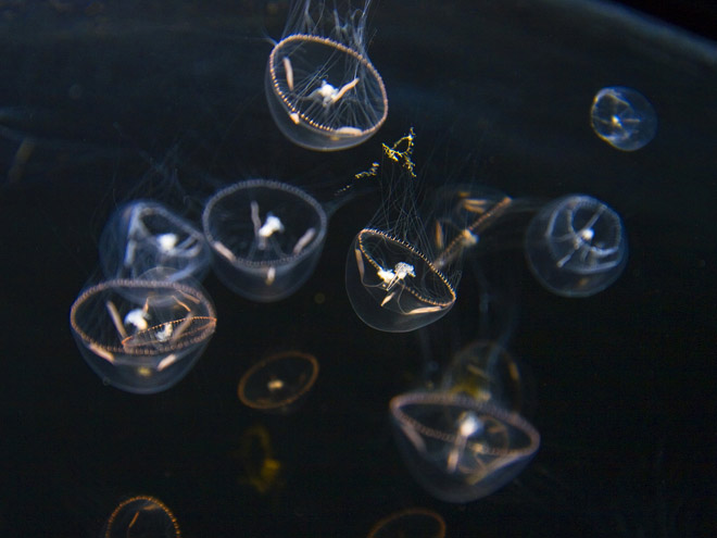 Umbrella Jellies (Utonina Indicans)