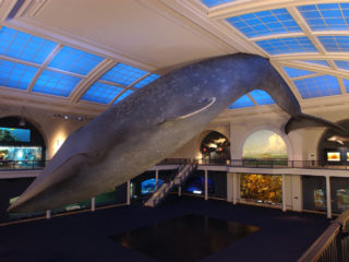 American Museum of Natural History Ocean Life Hall