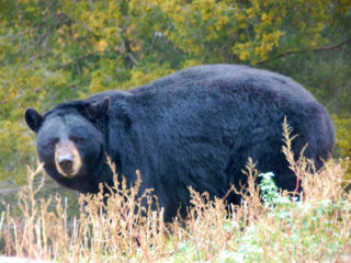 Black Bear at ZooAmerica in Hershey