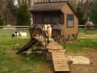 Indian Echo Caverns petting zoo