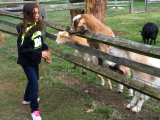 Feeding the goats at the petting zoo