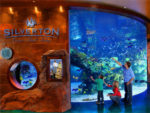 Silverton Casino Aquarium: A Great Free Las Vegas Family Attraction
