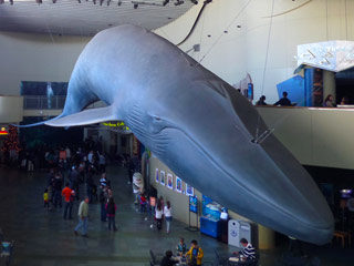 Explore the Largest Ocean at Aquarium of the Pacific