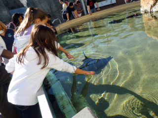 The Ray touch pool at the Aquarium of the Pacific