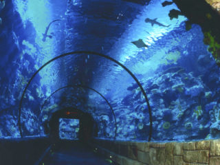 Shark Exhibit Tunnel at Shark Reef