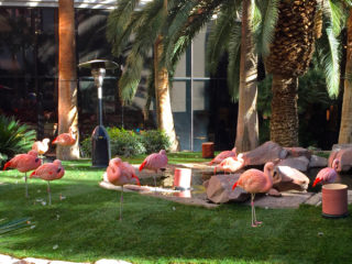 Chilean Flamingos at the Wildlife Habitat of the Flamingo Hotel