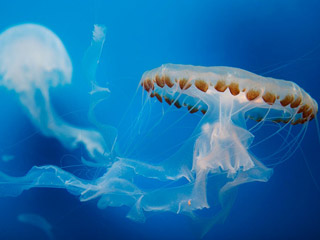 Sea Jellies Exhibits of the Aquarium of the Pacific
