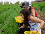 Going Beyond Farm To Table at Tanaka Farms