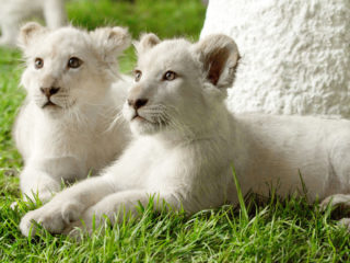 White Lion Cubs of Siegfried & Roy's Secret Garden
