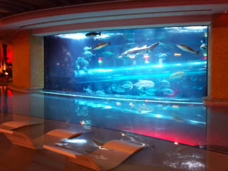 Shark Tank at Golden Nugget