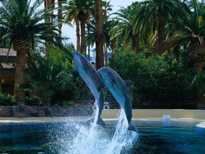 Siegfried & Roy's Secret Garden and Dolphin Habitat