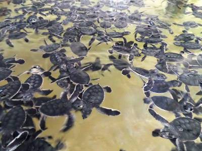 Baby Turtles at Tortugranja Isla Mujeres