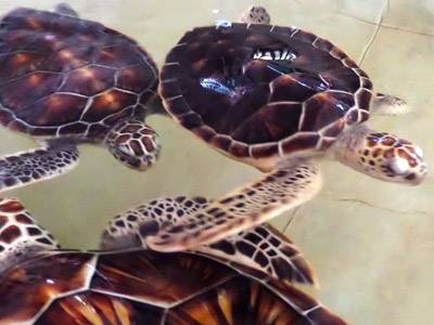 Turtles at Tortugranja Isla Mujeres